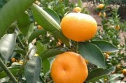 柑橘盖膜新技术