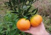 柑橘新品种究竟该如何抉择？