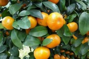 柑橘幼果树怎么管理（4月柑橘果树管理）
