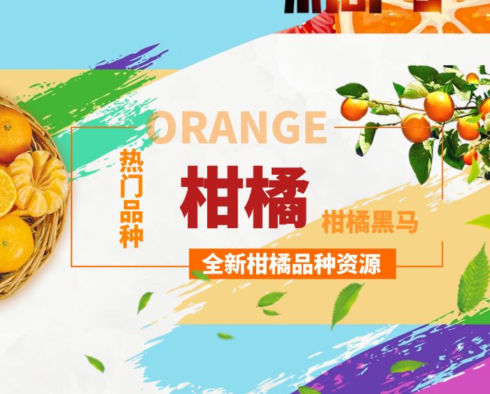 热门柑橘新品种