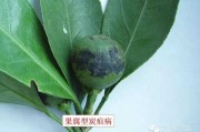 柑橘褐斑病图片大全大图真实(柑桔褐斑病炭疽)