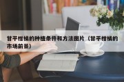 甘平柑橘的种植条件和方法图片（甘平柑橘的市场前景）