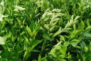春见柑橘种植方法视频讲解(春见柑橘种植方法视频讲解大全)