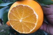 日本爱媛县的由来（最贵的橙子有什么品种）