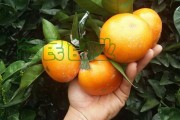 1月份如何管理柑橘树生长（柑橘树3月份管理）