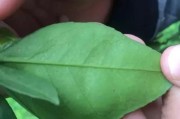 柑橘红蜘蛛怎样才能彻底干掉它们(柑橘的红蜘蛛)