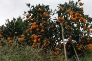 由良蜜桔适合种植的区域(由良蜜桔种植技术经验)