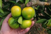 资阳蜜桔哪里最多(资阳特早蜜桔多少钱一斤)
