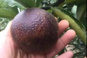 柑橘栽培技术手册怎么写范文（有什么办法让不爱吃蔬菜的孩子吃上蔬菜）
