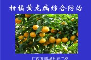 柑橘褐腐病防治方案及措施图片大全大图高清(柑橘褐腐病防治方案及措施图片大全大图高清版)