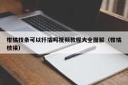 柑橘枝条可以扦插吗视频教程大全图解（柑橘枝接）