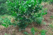 柑橘栽培技术试题及答案大全图片（奥林达柑橘种植技术）