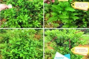 沃柑专用有机肥(沃柑用肥技术与管理)