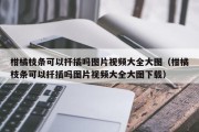 柑橘枝条可以扦插吗图片视频大全大图（柑橘枝条可以扦插吗图片视频大全大图下载）