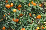 柑橘栽培技术方法有哪些种类（武汉沃柑种植技术）