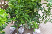耙耙柑树苗什么时候种植最好(耙耙柑种植时间)