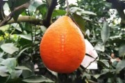 春见与大雅哪个早成熟(春见是牌子还是品种)