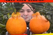 2021年四川的耙耙柑有多少亩(2021年四川的耙耙柑有多少亩种植)