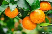 柑橘栽培技术全套视频教程（橘子软件怎么开直播）