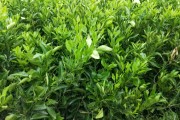 柑橘春见种植技术视频教学(春见柑橘亩产多少公斤)