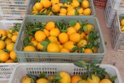 赣南脐橙主要有哪些品种(赣南脐橙主要有哪些品种呢)