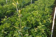 沃柑苗怎么种植(沃柑种植技术与管理视频)