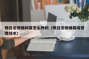 明日见柑橘树苗怎么种的（明日见柑橘栽培管理技术）