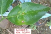 柑橘褐斑病的症状及防治(柑橘褐斑病怎么治疗)