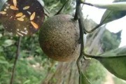 柑橘幼果期用药量是多少（24d水果保鲜剂怎么用）