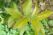 柑橘幼果什么时候开花（开花后什么时候结果）