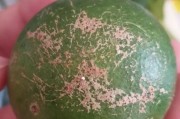 柑橘白粉病和白癞病的区别在哪儿(柑橘白粉病和白癞病的区别在哪儿呢)