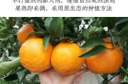 柑橘春见种植技术图解高清(柑橘春见种植技术图解高清图片)