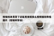 柑橘枝条发芽了还能用来嫁接么视频播放教程图片（柑橘树芽接）