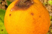 柑橘褐腐病防治药剂配方大全(柑橘疫菌褐腐病用什么农药防治)