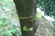 柑橘栽培技术方法有哪些图片（黄连种植方法和技术）