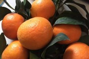 广西沃柑保鲜时间(广西沃柑如何保存)