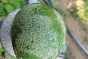 柑橘白癞病是因为什么原因引起的(柑橘果实白癞病用什么农药防治)