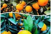 黄岩蜜桔品种有哪些(黄岩蜜桔品种有哪些种类)