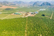 广西种沃柑有几个地方可以种(广西沃柑哪里种植最多)