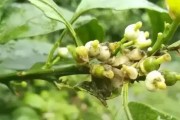 柑橘幼果期的管理措施（座果期可以用除草剂吗）