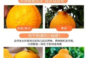 四川哪里产耙耙柑最好吃(四川耙耙柑哪里最便宜)