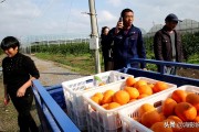 爱媛28号柑桔骗局（为什么疫情之后有些人对乡村生活那么关注和向往呢）