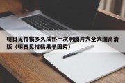 明日见柑橘多久成熟一次啊图片大全大图高清版（明日见柑橘果子图片）