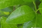 柑橘红蜘蛛生物防治(柑橘树红蜘蛛打药的最佳时期)