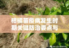 柑橘苗疫病发生时期关键防治要点与症状识别指南