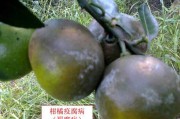柑橘褐斑病图片大全图解图(柑橘褐斑病用什么药治效果好)