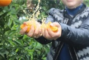 柑橘栽培技术方法视频讲解（2020年农村种植什么果树最赚钱）