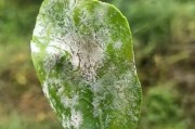 柑橘白粉病有什么不同(柑橘白粉病症状)