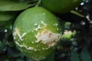 柑橘褐腐病已经发生后期如何处理(柑橘褐腐病的症状)