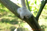 柑橘白粉病侵染时期是什么(柑橘白粉病侵染时期是什么季节)